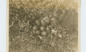 Image of Ptarmigan on nest containing 8 eggs